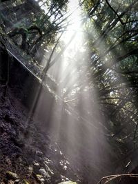 Low angle view of trees