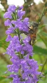 Close-up of bee on purple flowers