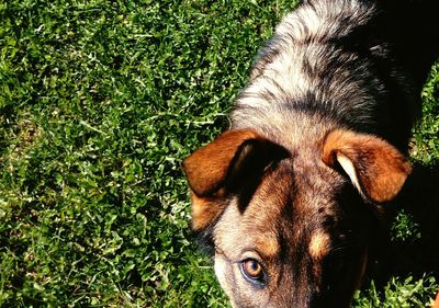 Portrait of dog on grass