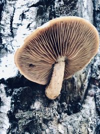 Close-up of mushroom growing on tree