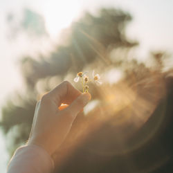 Close-up of hand holding flowers plant against tree