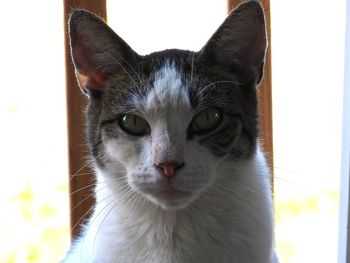 Close-up portrait of black cat