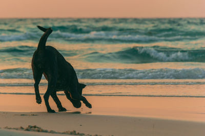 A dog is playing on the beach at sunrise