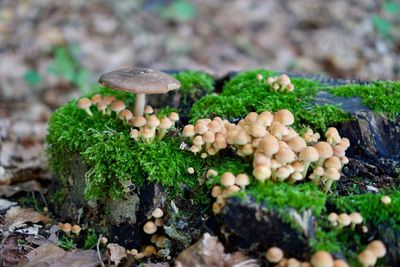 Close-up of mushrooms growing on rock