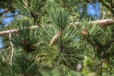 Close-up of pine tree