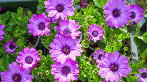 High angle view of pink flowers