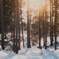 Snow covered trees in forest