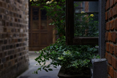 Potted plants on window of building