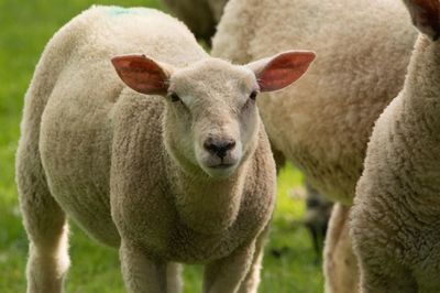 Close-up portrait of sheep standing in farm