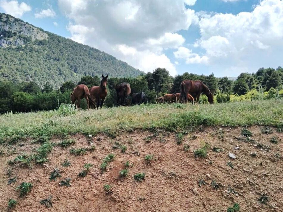 HORSES GRAZING ON FIELD AGAINST CLOUDY SKY