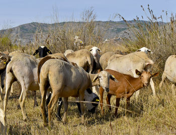 Sheep grazing in a field