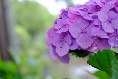 Close-up of flowers blooming outdoors