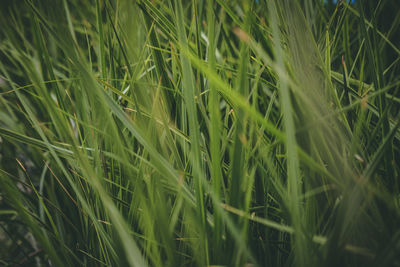 Full frame shot of stalks in field