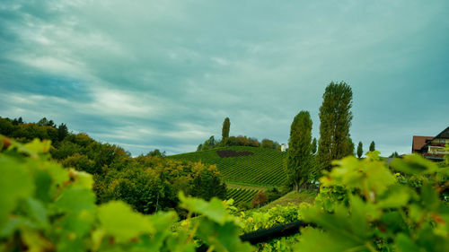 Trees on field against sky