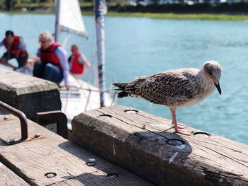 Seagull perching on wooden post