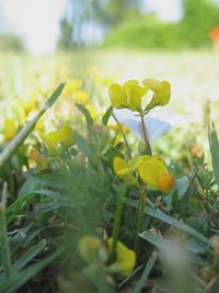 Close-up of yellow flower