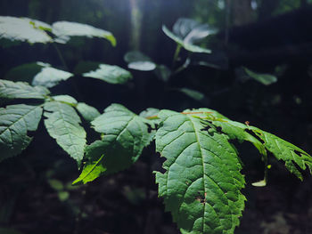 Close-up of green leaves on field