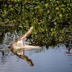 Lizard swimming in water