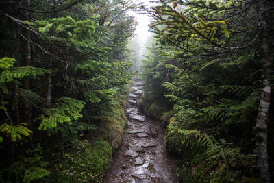 Footpath amidst trees in forest