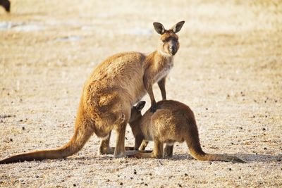 Kangaroo and joey 