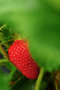 Close-up of red leaves