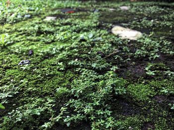 Full frame shot of green leaves