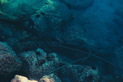 Fish swimming in sea