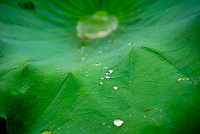 Close-up of wet leaves