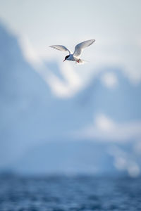 Antarctic tern flying with glacier in background