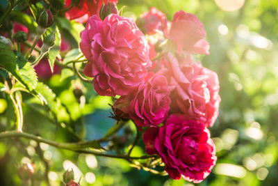 Close-up of pink flowering plant