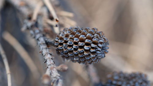 Close-up of fresh green leaf