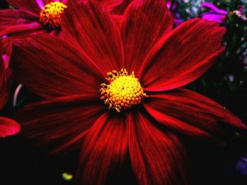 Close-up of red flower blooming outdoors