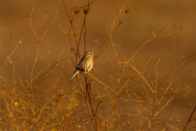 Close-up of bird perching on plant