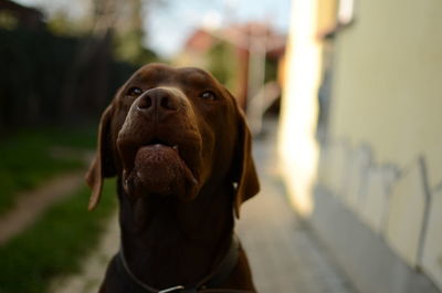 Close-up of dog outdoors