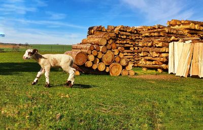 View of sheep on field