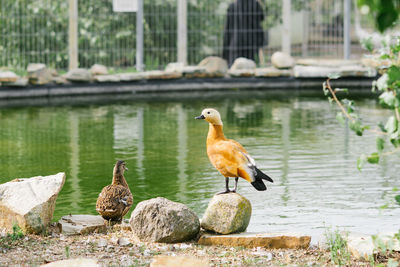 Ogar duck or the red and wild duck stand on the shore by the pond