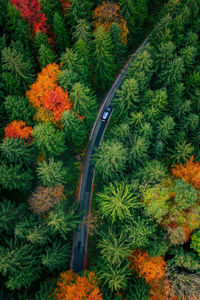 Topdown aerial photo of car on road winding through forest in colorful fall foliage, austria