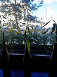 Plants by swimming pool against window