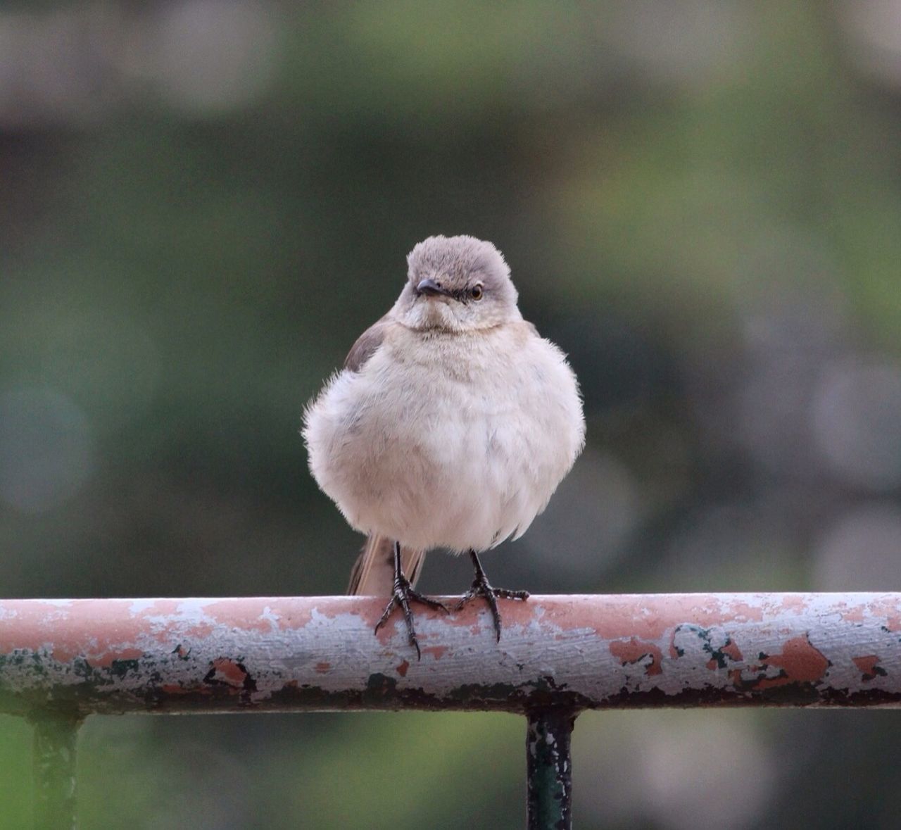 animal themes, bird, animals in the wild, wildlife, focus on foreground, one animal, perching, close-up, wood - material, full length, railing, nature, outdoors, branch, day, fence, selective focus, no people, wooden post, side view