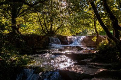 Scenic view of waterfall in forest