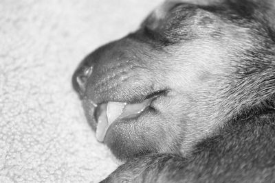 Close-up of a dog sleeping