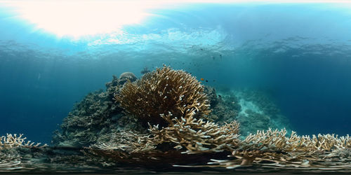 View of jellyfish swimming in sea