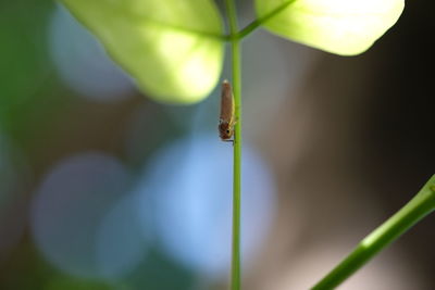 Close-up of insect on leaf