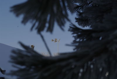 Low angle view of bird on palm tree against sky