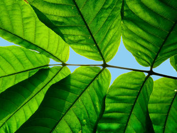 Full frame shot of green leaves