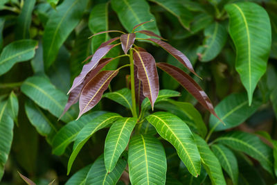 High angle view of leaves on plant