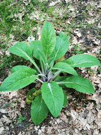 High angle view of plant growing on field