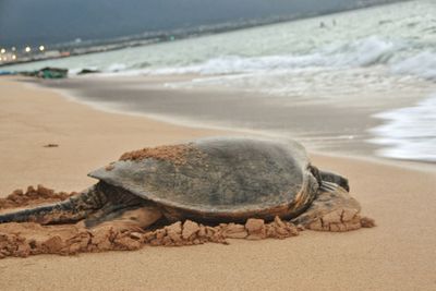 View of a turtle on beach