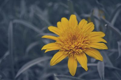 Close-up of yellow flower growing outdoors