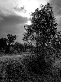 Trees on field against cloudy sky